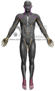 Study Thai Massage Online - Channels/ Sen/ Meridians - Sen Kalathari Front View mapped on human muscle anatomy